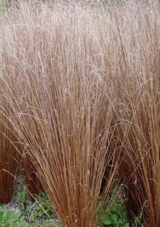 CAREX buchananii Red Ruster